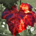 Weinblatt