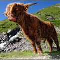 Hochland Kalb