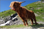 Hochland Kalb