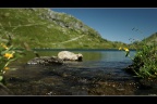 blume am see