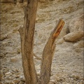 En-Gedi-Baumstamm