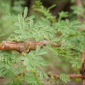 En-Gedi-gruen