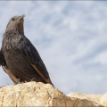 Masada-Vogel-2