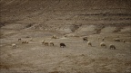 Wueste-Schafe