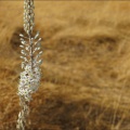 See-Genezareth-Blume-Gras