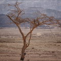 Timna-Park-Baum