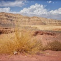 Timna-Park-Grasbueschel