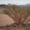 Timna-Park-Strauch-gruen