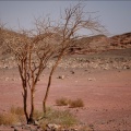 Timna-Park-Strauch