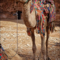 Petra-Kamel-stehend