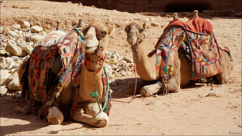 Israel und Jordanien Petra-Kamele-zwei.jpg
