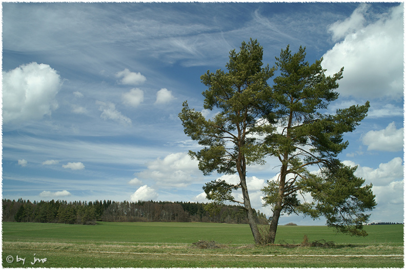 KONICA MINOLTA DIGITAL CAMERA Baum_am_Weg.jpg