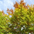Baum I