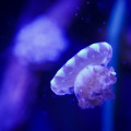DSC08560_.jpg