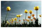 Space-Tulpen