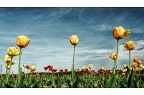 Space-Tulpen 2
