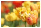 Tulpen weich