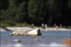 Steine im Fluss