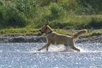 Hund Wasser