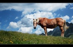 das pferd