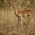 Impala 1 weibchen