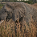 elefant-amarula