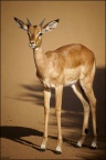 impala-onthe-road