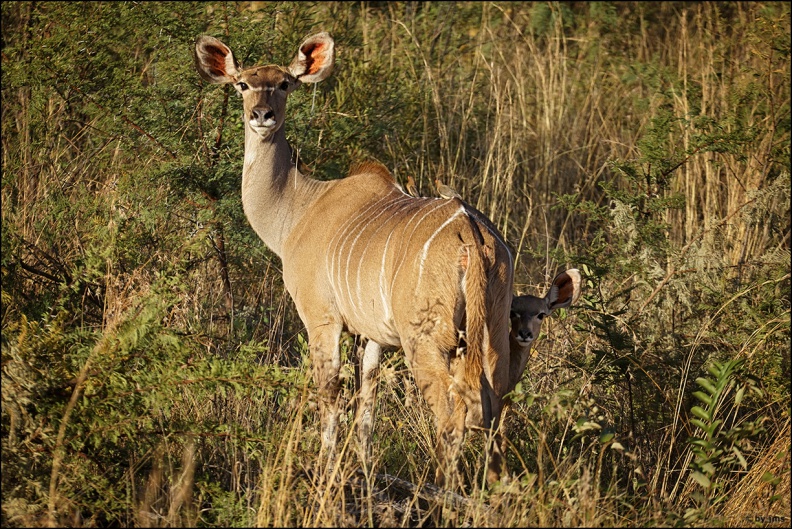 kudu-weibchen-junges - kudu-weibchen-junges.jpg kudu-weibchen-junges.jpg