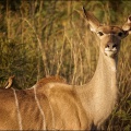 kudu-weibchen-rotschnabel-madenhacker