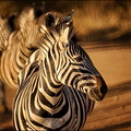 zebra zebra zebra