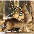 hirsch