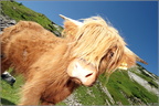 was gugsch du