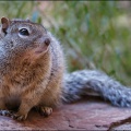 squirrel.jpg