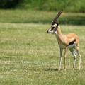 7IV04298 Kopie_kl