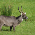 7IV04699_kl