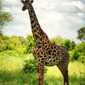 7IV05415 Kopie_kl